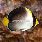 Singapore Angelfish (click for more detail)