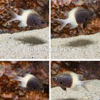 Bicolor Chromis, 4 Lot (click for more detail)