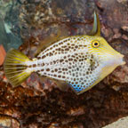 Honeycomb Filefish (click for more detail)