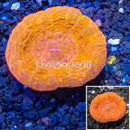 Scolymia Coral Australia (click for more detail)