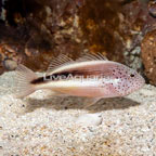 Freckled Hawkfish (click for more detail)