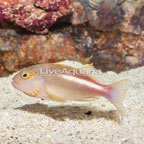 Arc-eye Hawkfish (click for more detail)