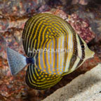 Sailfin Tang, Desjardini (click for more detail)