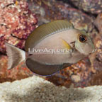 Epaulette Surgeonfish [Blemish] (click for more detail)