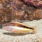 Freckled Hawkfish  (click for more detail)
