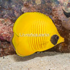 Golden Semilarvatus Butterflyfish (click for more detail)