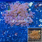 Waving Hand Coral Vietnam (click for more detail)