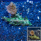 Devil's Hand Leather Coral Indonesia (click for more detail)