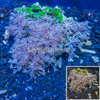 Xenia Coral Indonesia (click for more detail)