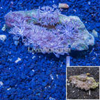 Xenia Coral Indonesia (click for more detail)