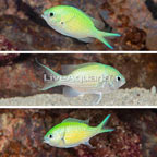 Green Reef Chromis, Trio (click for more detail)