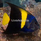 Asfur Angelfish (click for more detail)