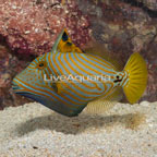 Undulated Triggerfish (click for more detail)