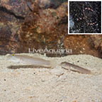 Bluespotted Watchman Goby Pair With Banded Coral Shrimp (click for more detail)
