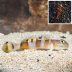 Tiger Watchman Goby With Tiger Snapping Shrimp (click for more detail)