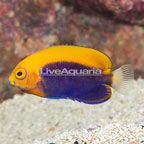 Flameback Angelfish (click for more detail)