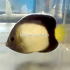 Xanthotis Angelfish (click for more detail)