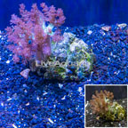 Pineapple Tree Coral Indonesia (click for more detail)