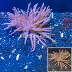 Tree Coral Indonesia (click for more detail)