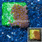 Zoanthus Coral Indonesia (click for more detail)