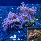 Sinularia Leather Coral Indonesia (click for more detail)