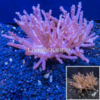Tree Coral Indonesia (click for more detail)