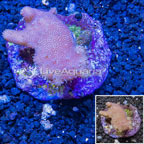 Devil's Hand Leather Coral Indonesia (click for more detail)