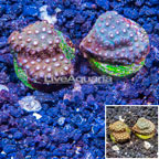 LiveAquaria® Two Pack Cultured Cyphastrea Frag (click for more detail)
