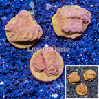 LiveAquaria® Three Pack Cultured Leptoseris Coral (click for more detail)