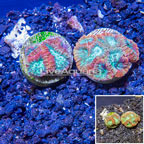 LiveAquaria® Two Pack Cultured Favia Coral (click for more detail)