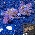 LiveAquaria® Two Pack Cultured Anthelia Coral (click for more detail)
