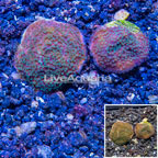 LiveAquaria® Two Pack Cultured Montipora Coral (click for more detail)