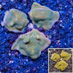 LiveAquaria® Three Pack Cultured Montipora Coral (click for more detail)