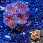 LiveAquaria® Cultured Acan Lord Coral (click for more detail)