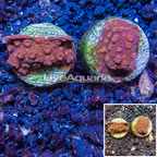 LiveAquaria® Two Pack Cultured Cyphastrea Frag (click for more detail)