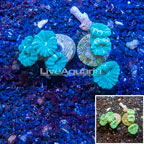 LiveAquaria® Two Pack Cultured Caulastrea Coral (click for more detail)