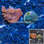 LiveAquaria® Two Pack Cultured Montipora Coral (click for more detail)