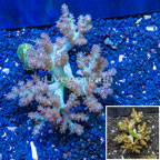 LiveAquaria® Cultured Extra Large Tree Coral (click for more detail)