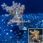 LiveAquaria® Cultured Extra Large Pineapple Tree Coral (click for more detail)