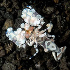 Harlequin Shrimp, Male (click for more detail)