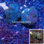 LiveAquaria® Two Pack Cultured Sympodium Coral (click for more detail)