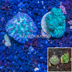 LiveAquaria® Two Pack Cultured Hydnophora Coral (click for more detail)