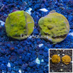 LiveAquaria® Two Pack Cultured Psammacora Coral (click for more detail)