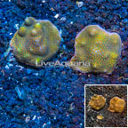 LiveAquaria® Two Pack Cultured Montipora Coral (click for more detail)