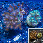 LiveAquaria® Two Pack Cultured Pocillopora Coral (click for more detail)