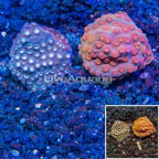 LiveAquaria® Two Pack Cultured Cyphastrea Frag (click for more detail)