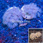 LiveAquaria® Two Pack Cultured Pom Pom Xenia Coral (click for more detail)