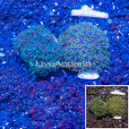 LiveAquaria® Two Pack Cultured Sympodium Coral (click for more detail)
