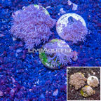 LiveAquaria® Three Pack Cultured Pom Pom Xenia Coral (click for more detail)