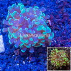 LiveAquaria® Cultured Hammer Coral (click for more detail)
